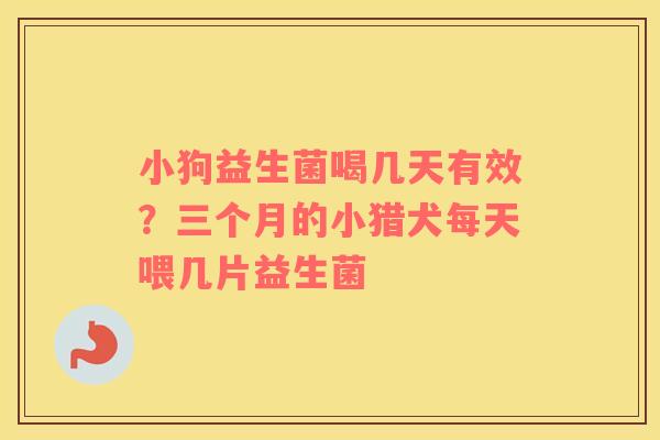 小狗益生菌喝几天有效？三个月的小猎犬每天喂几片益生菌