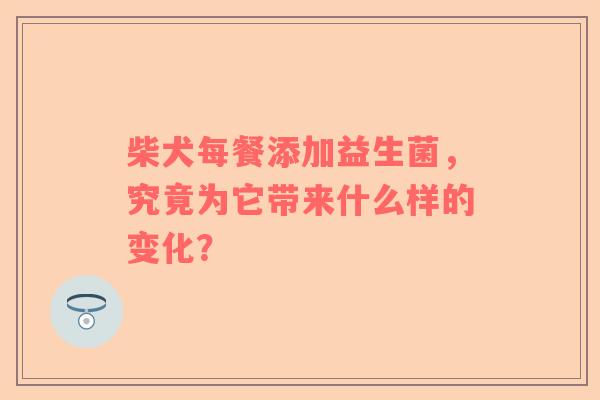 柴犬每餐添加益生菌，究竟为它带来什么样的变化？