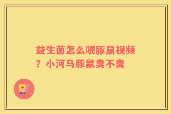 益生菌怎么喂豚鼠视频？小河马豚鼠臭不臭