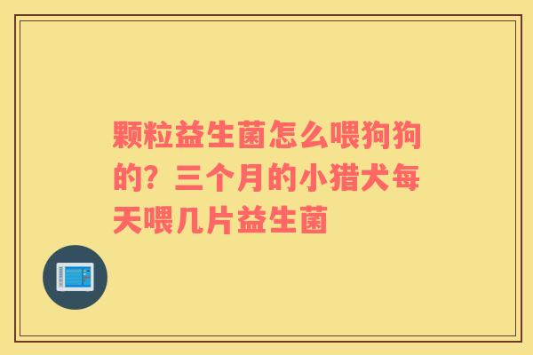 颗粒益生菌怎么喂狗狗的？三个月的小猎犬每天喂几片益生菌